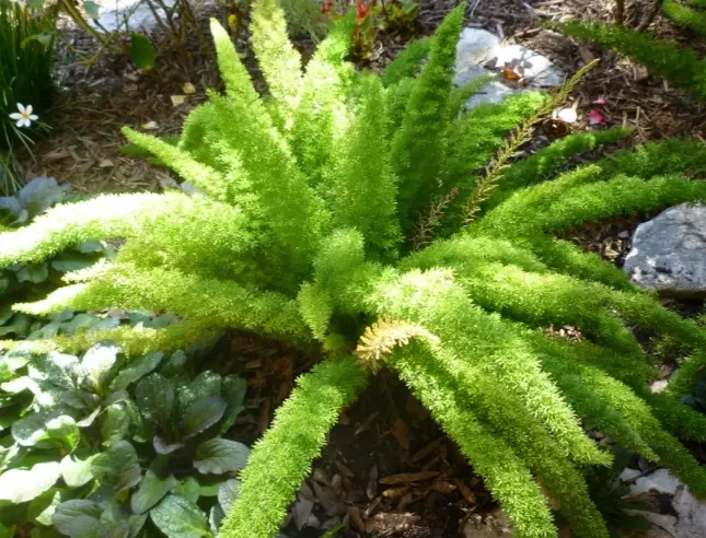 foxtail fern care