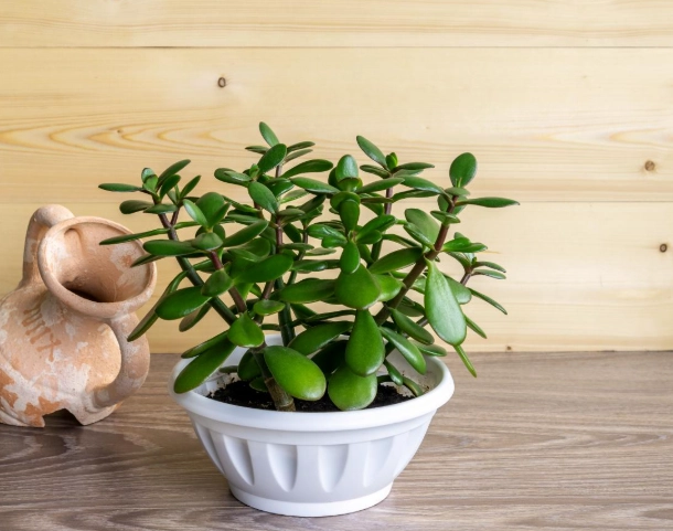 jade plant care