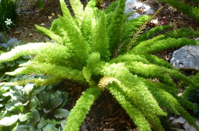 fox tail plant