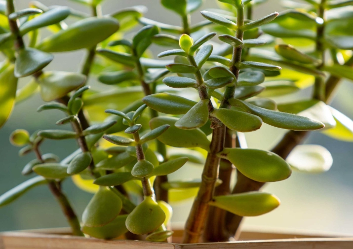 Jade Succulent Care: Your Ultimate Guide to a Thriving Plant