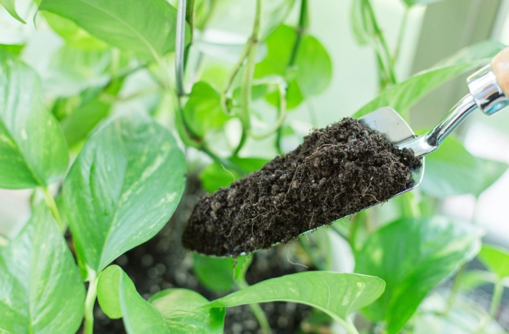 potting soil for indoor plants