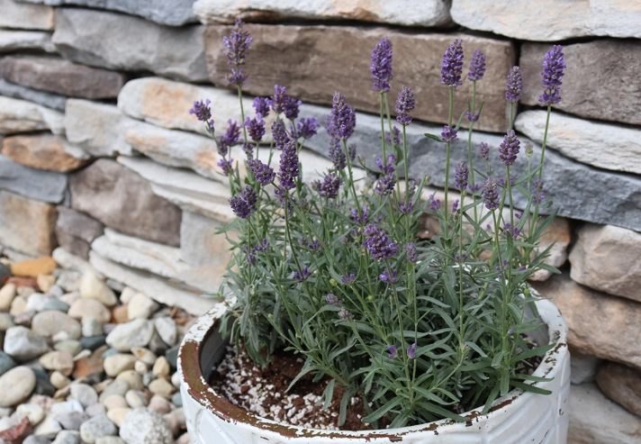 lavender in containers lavender in containers