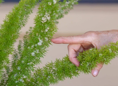foxtail fern turning yellow