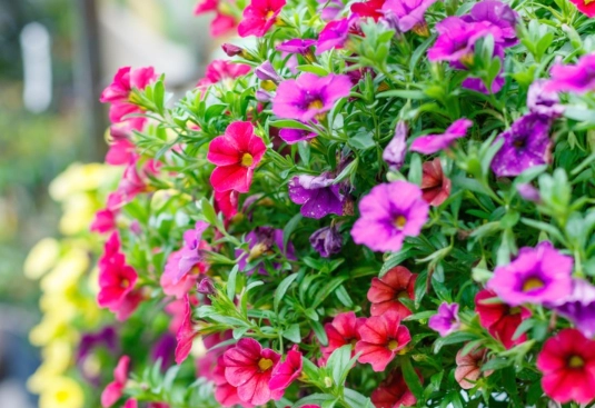 annual flowers for sun annual flowers for sun