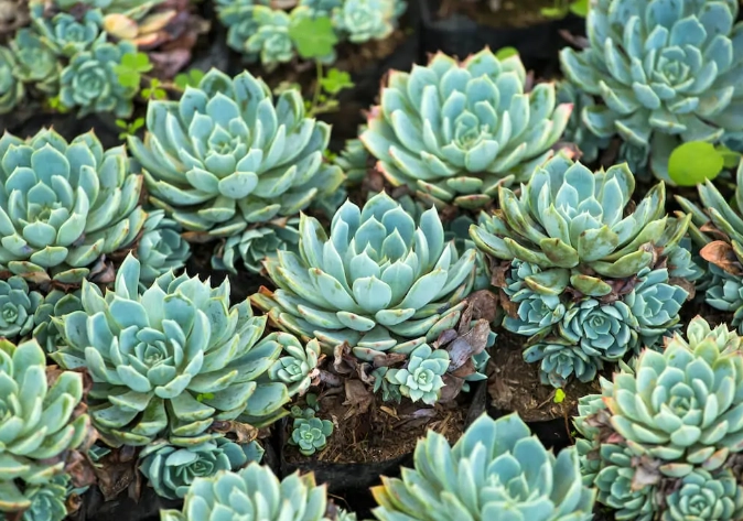 hen and chicks succulent care