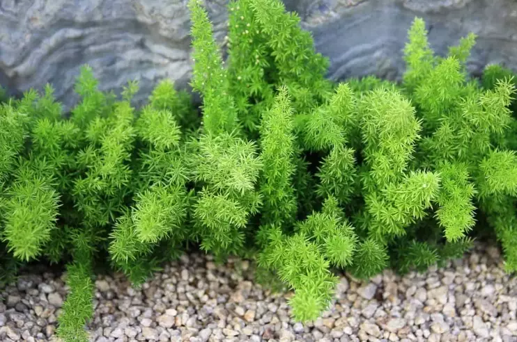 foxtail plant care