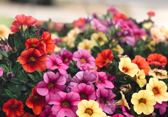 Best Annuals for Full Sun: Top Picks for a Vibrant, Easy-Care Garden