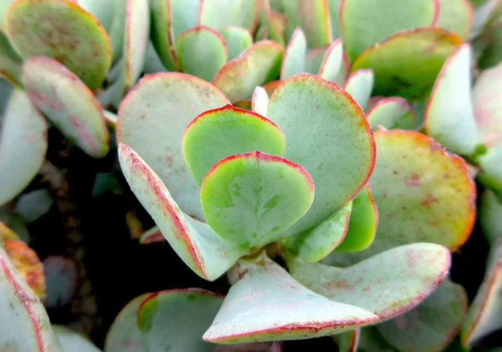 crassula ovata