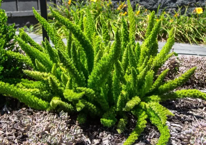 foxtail fern care