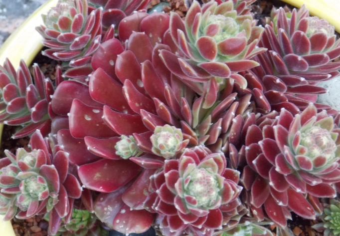 propagate hen and chicks