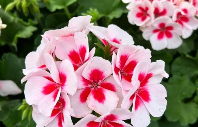 heat tolerant annuals heat tolerant annuals