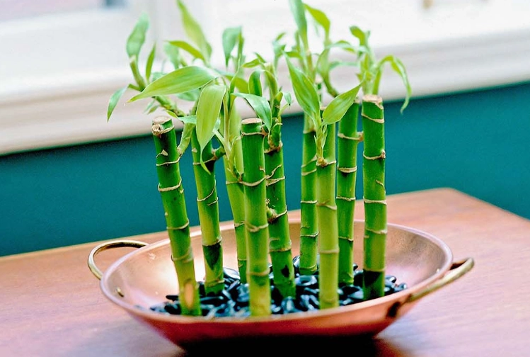 Complete Guide to Bamboo Replanting: Step-by-Step Success