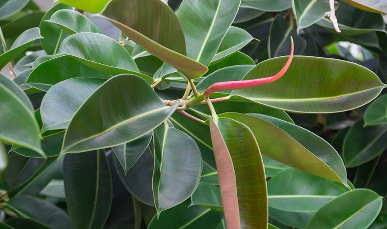 grow rubber plant