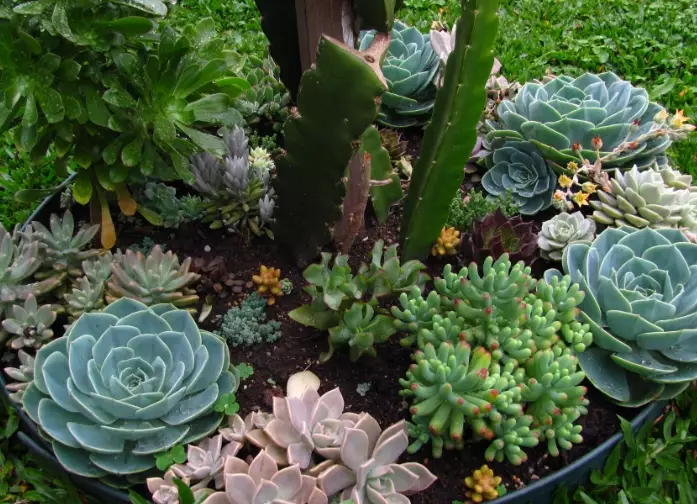 succulent soil mix succulent soil mix