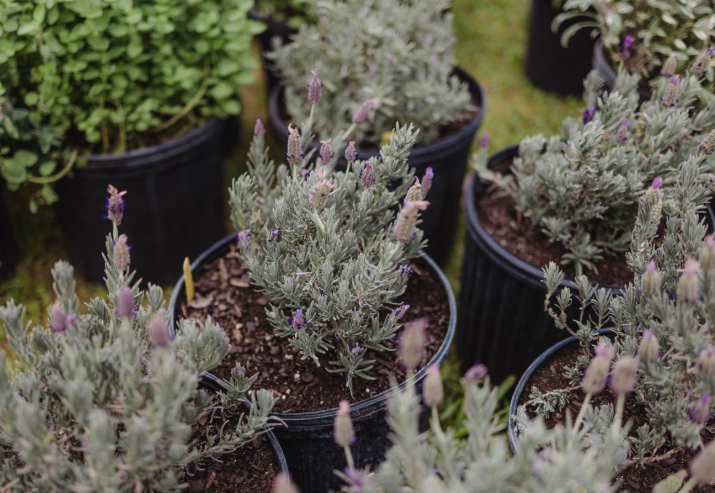 pruning lavender