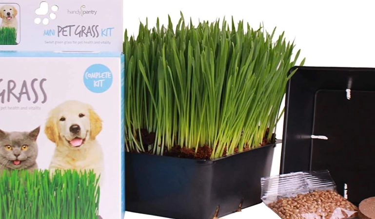 how to grow cat grass