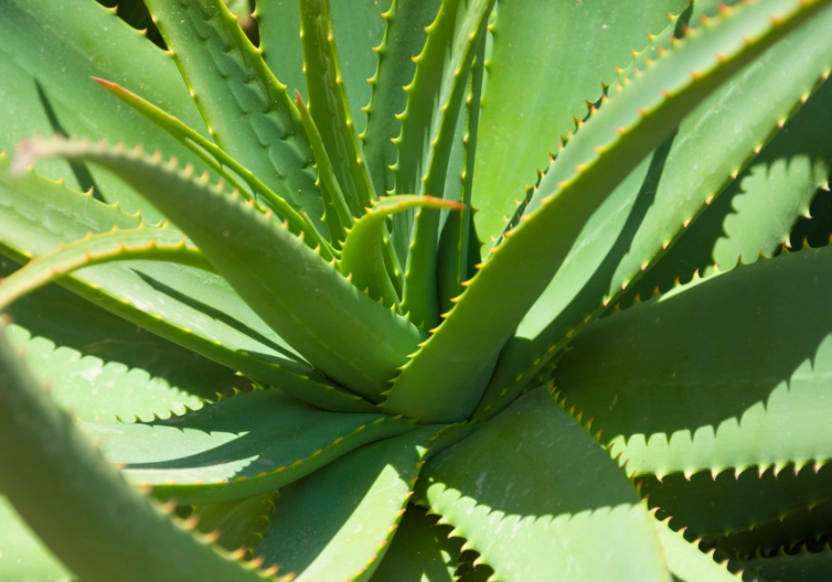 aloe vera benefits