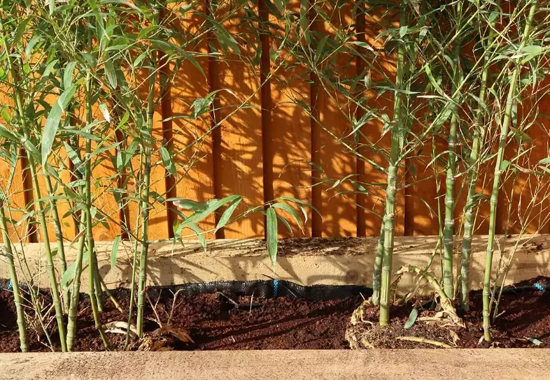 transplanting bamboo