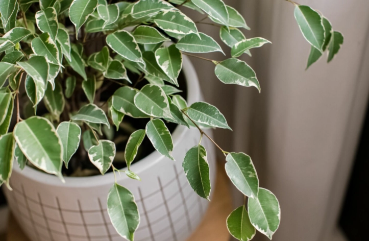 ficus plant problems