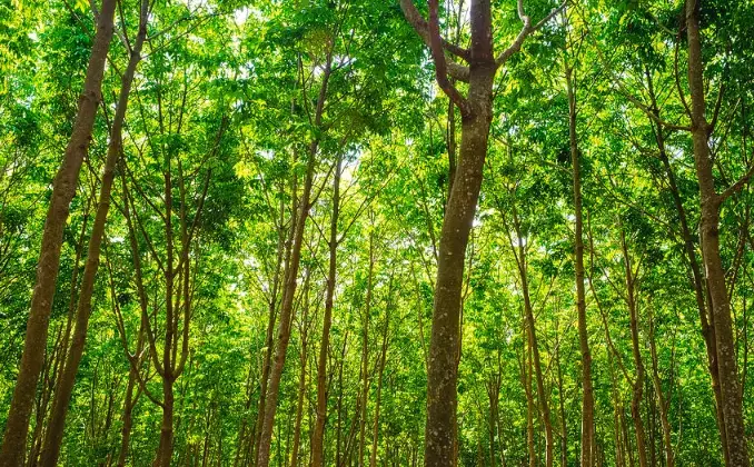 rubber tree plant care