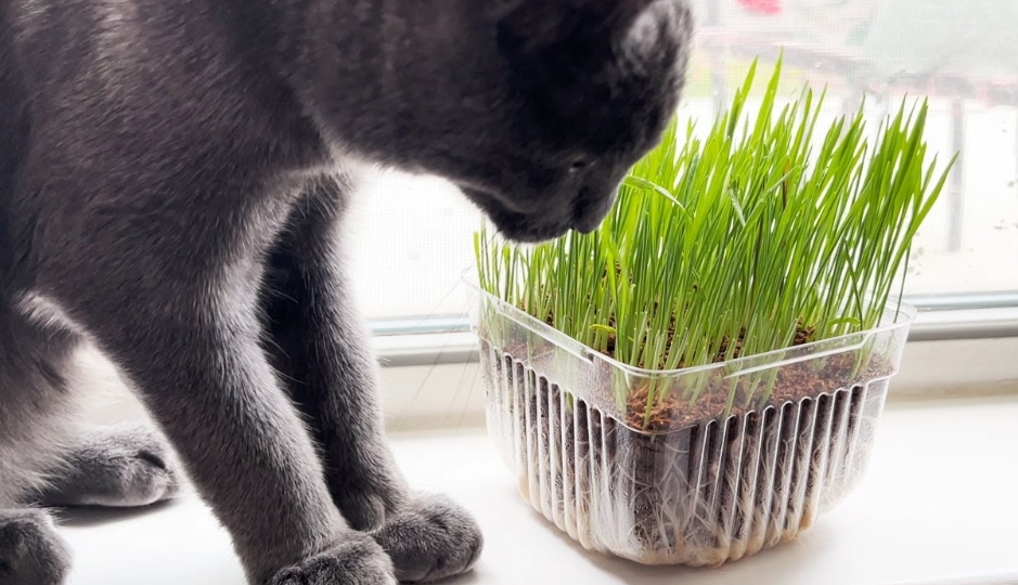 cat grass benefits