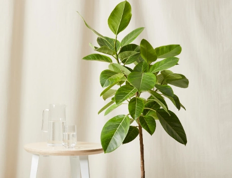 ficus plant problems