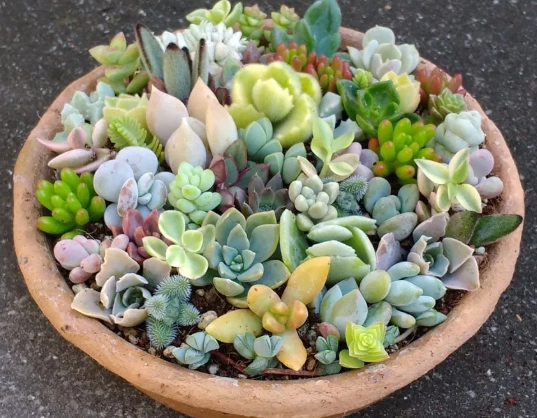 succulent soil mix succulent soil mix