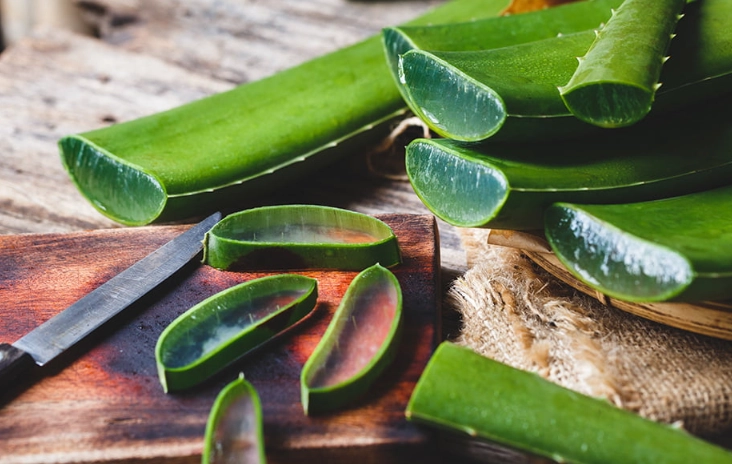 aloe vera plant care