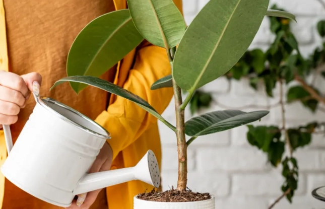 Ficus Plant Care Guide: Keep Your Fiddle Leaf Fig Thriving