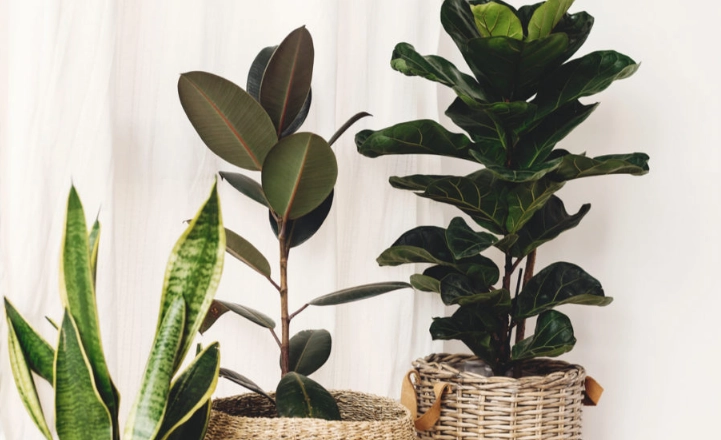 ficus plant