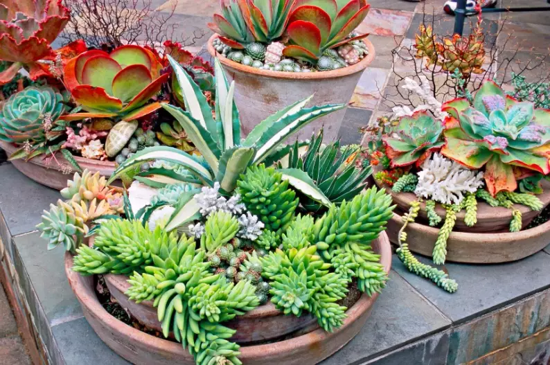 how to make succulent potting mix how to make succulent potting mix