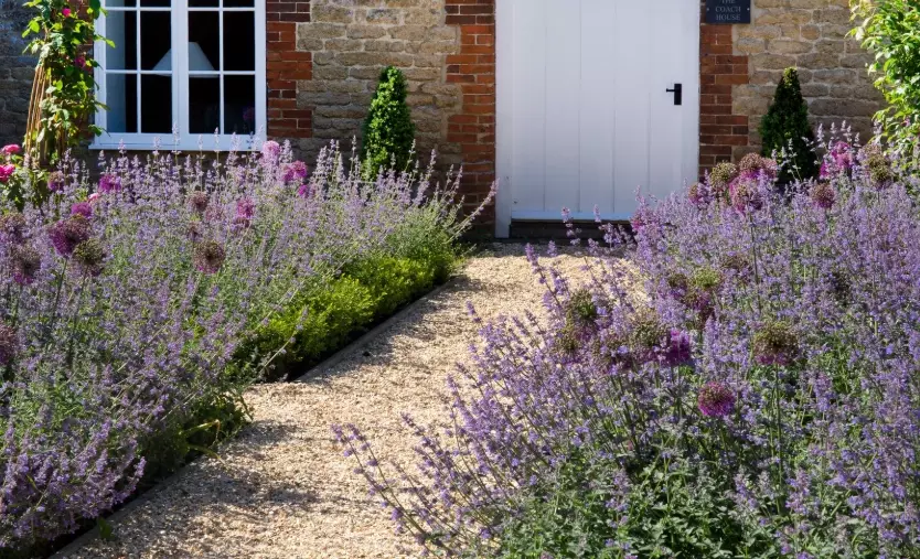 how to grow lavender