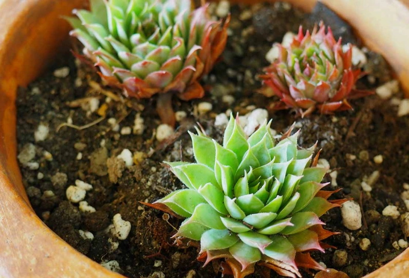best potting soil for succulents best potting soil for succulents