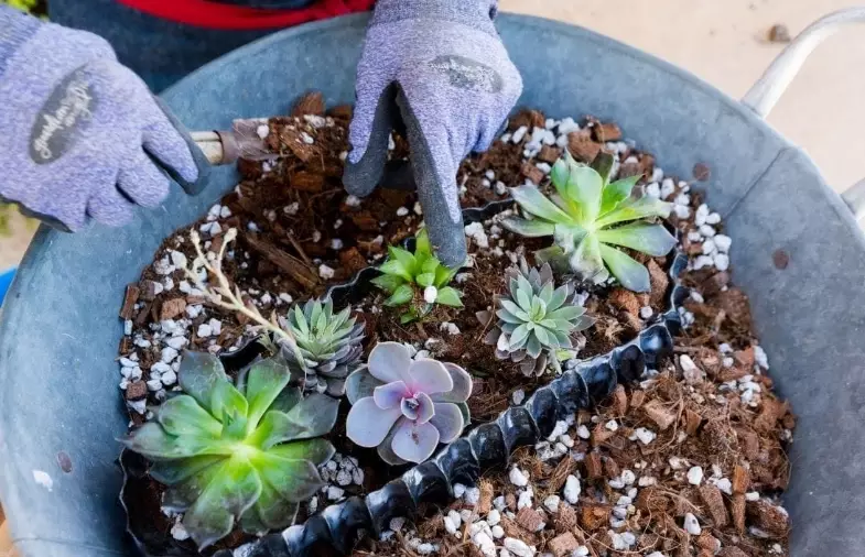 how to make succulent potting mix how to make succulent potting mix