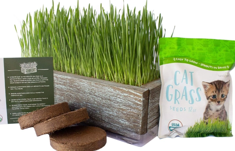 Cat Grass Seeds: The Complete Grower's Guide for Healthy Indoor Cats