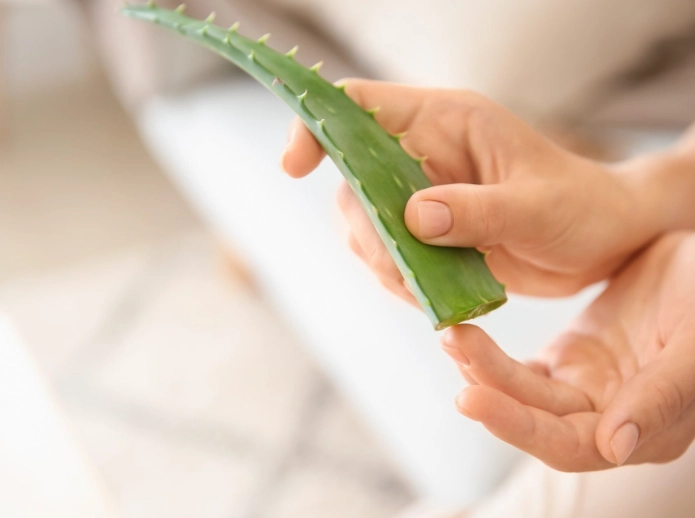 Aloe Vera Plant Uses: 20+ Surprising Home Remedies and Practical Tips