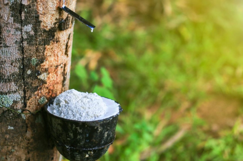 Rubber Tree Care Guide: Growing a Thriving Ficus Elastica Indoors