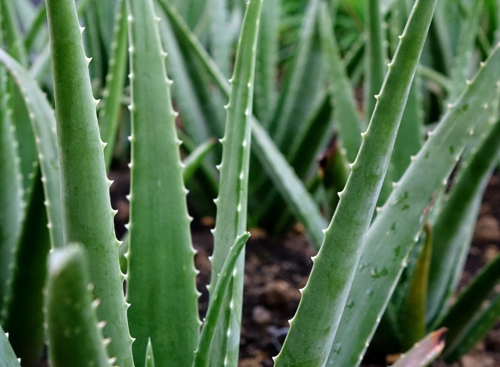 aloe vera plant care
