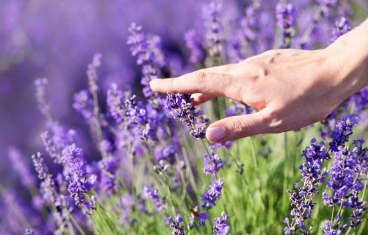 how to grow lavender