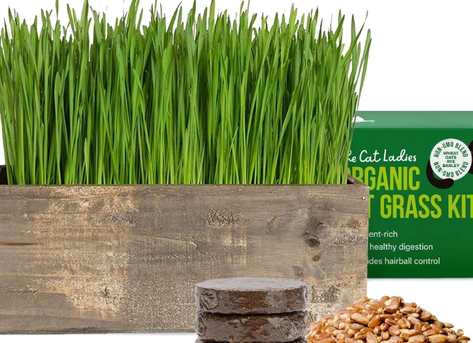 how to grow cat grass