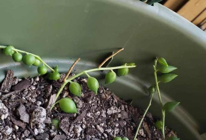 how to propagate string of pearls