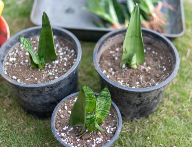how to propagate sansevieria