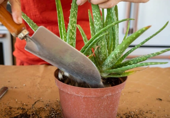 aloe vera repotting