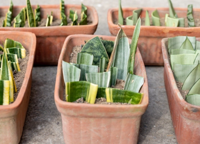 snake plant propagation snake plant propagation