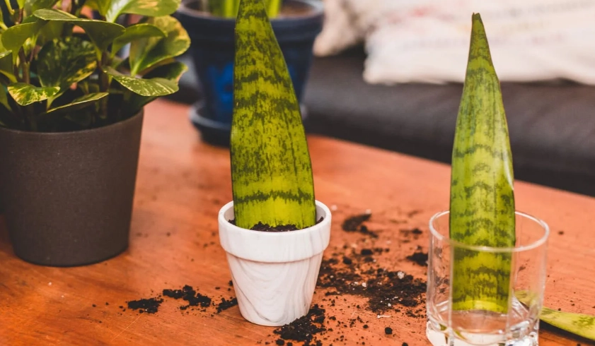 The Complete Guide to Mother-in-Law's Tongue Plant Propagation