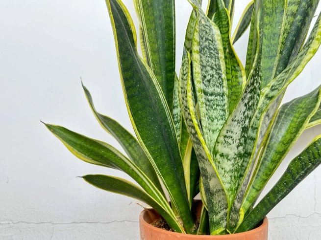how to care for a snake plant