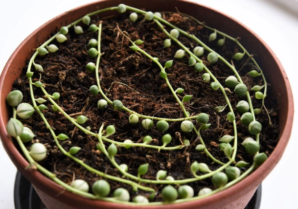 Propagating String of Pearls: The Complete Guide to Multiply Your Succulent