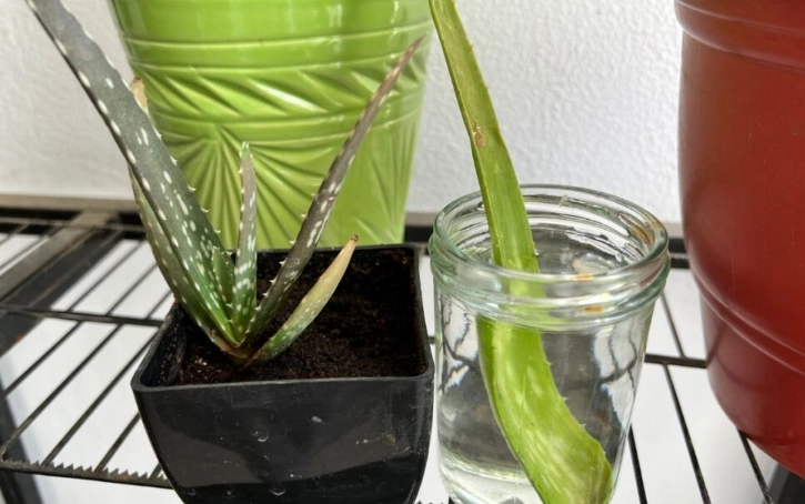 transplanting aloe pups