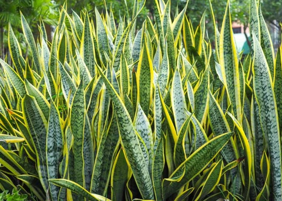 Complete Snake Plant Care Guide: Thrive with Easy Tips & Fixes