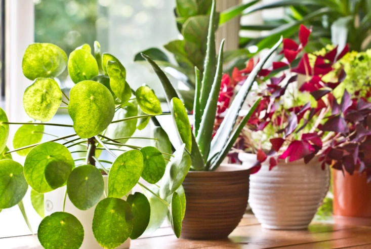 Good Indoor House Plants: Easy, Beautiful & Best for Beginners
